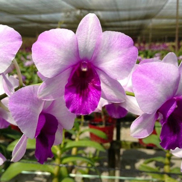 Dendrobium Ocean Blue - BS