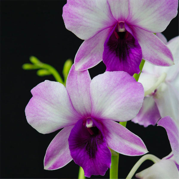 Dendrobium Ocean Blue - BS
