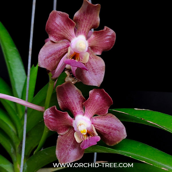 Vandachostylis Ocean Storm x merrillii - BS