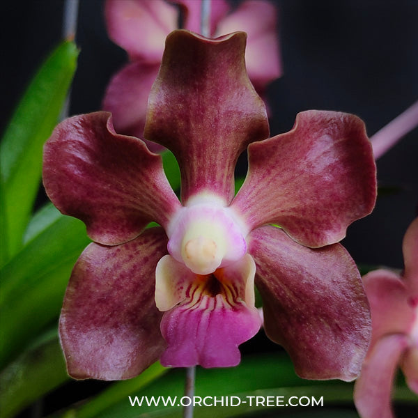Vandachostylis Ocean Storm x merrillii - BS