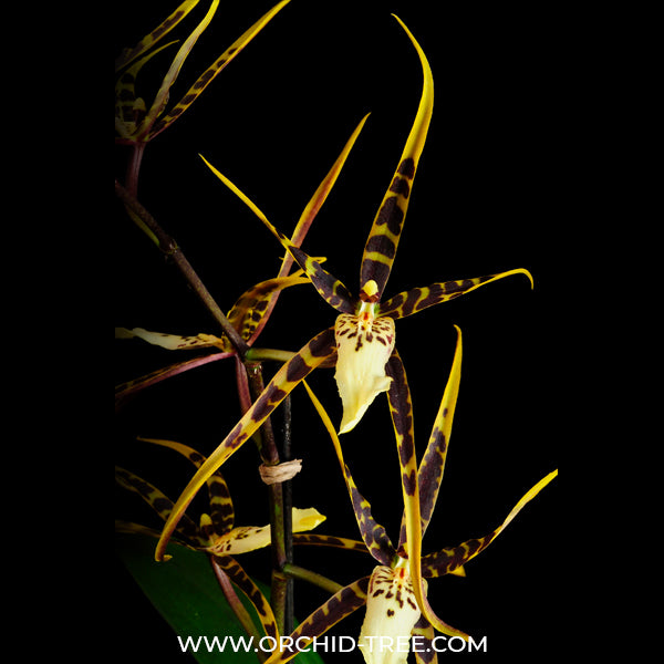 Oncidium (Odbrs.) Fangtastic Bob Henley HOF #4 - BS