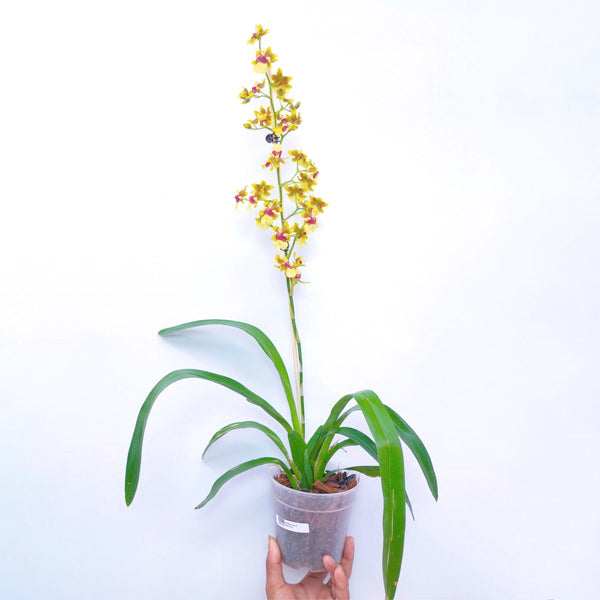 Oncidium Space Race 'Coco' - BS
