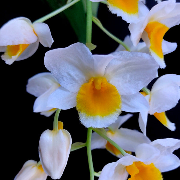 Dendrobium palpebrae sp. - BS