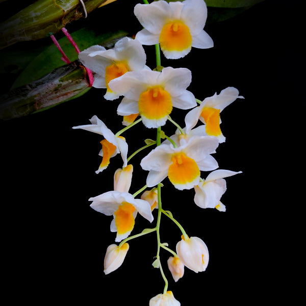 Dendrobium palpebrae sp. - BS