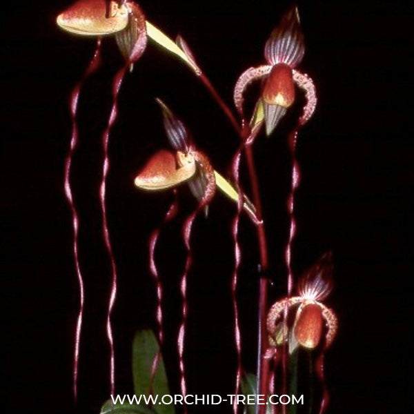 Paphiopedilum sanderianum x Hsinying Anita - BS