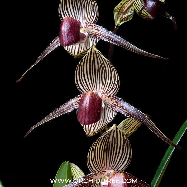 Paphiopedilum rothschildianum x sib - BS