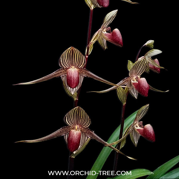 Paphiopedilum rothschildianum x sib - BS