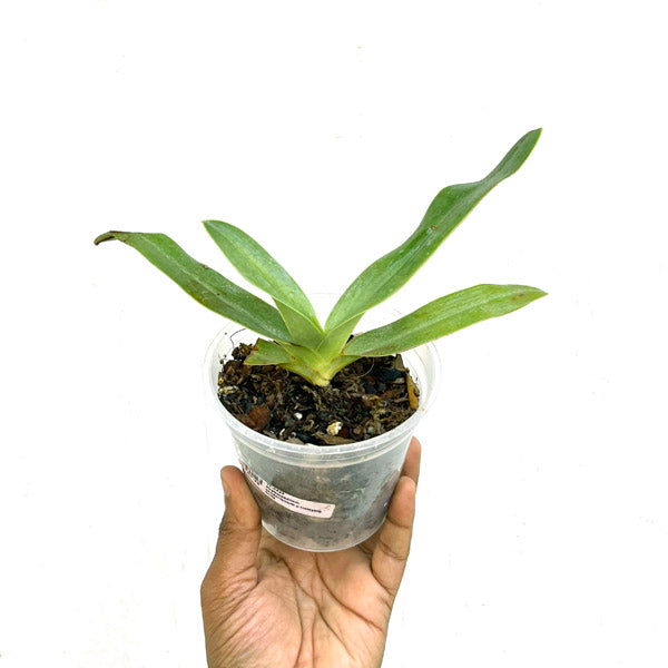 Paphiopedilum sanderianum x Hsinying Anita - BS