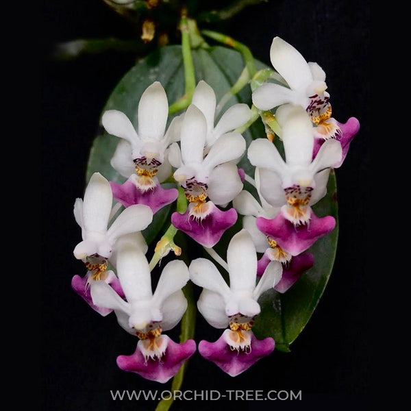 Phalaenopsis parishii sp. - BS