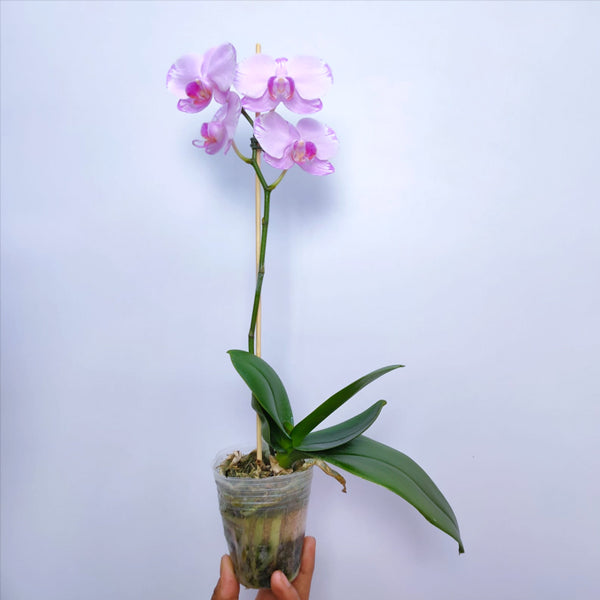 Phalaenopsis Passion Pink - FF - Buy Orchids Plants Online by Orchid-Tree.com