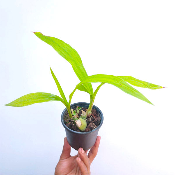 Peristeria elata sp. | Dove Orchid - BS