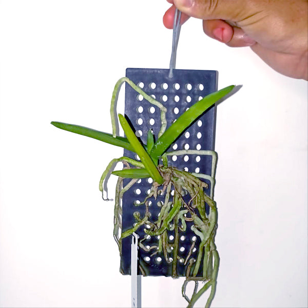 Cleisomeria pilosula - BS