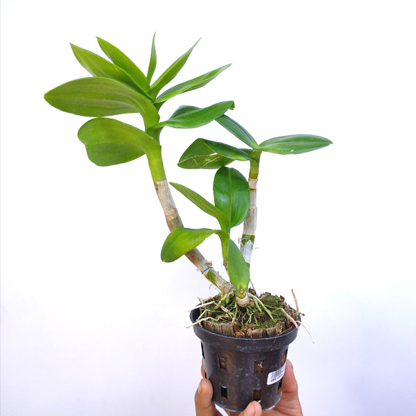 Dendrobium Pretty Doll - BS