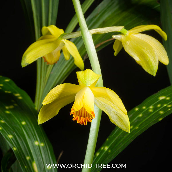 Phaius flavus sp.- BS