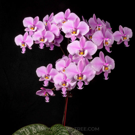 Phalaenopsis schilleriana sp. Orchid Plant - BS