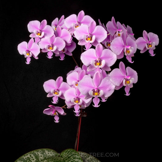 Phalaenopsis schilleriana sp. Orchid Plant - SS