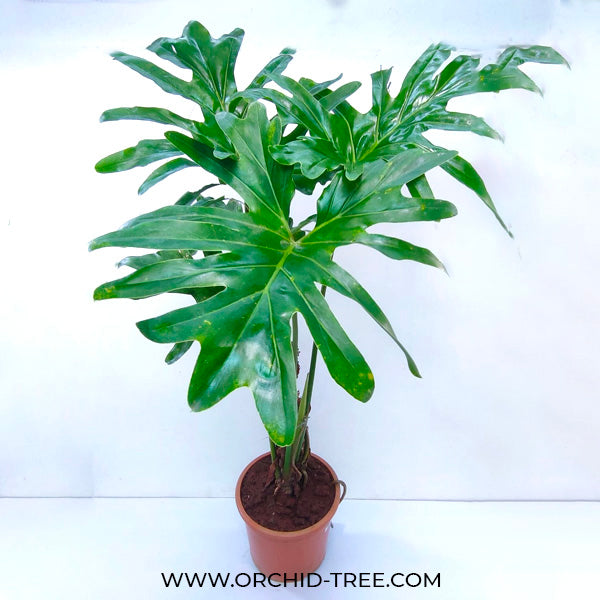 Philodendron Selloum