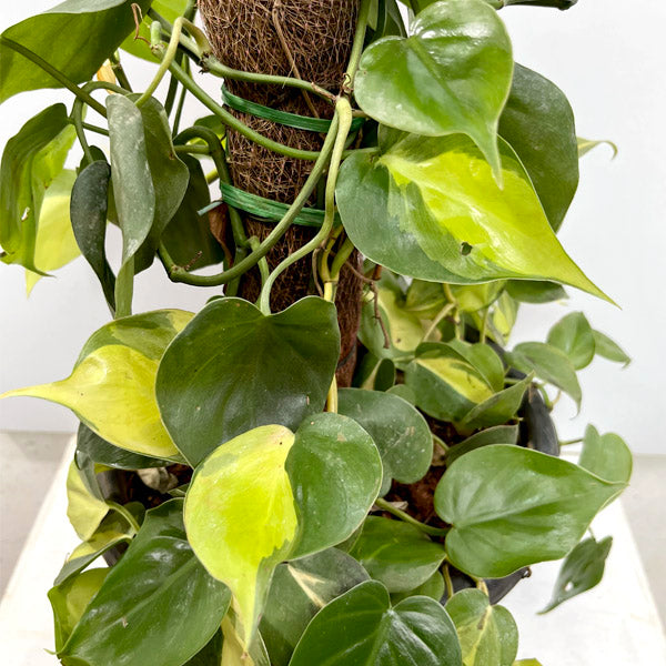 Philodendron Brasil Small Pot