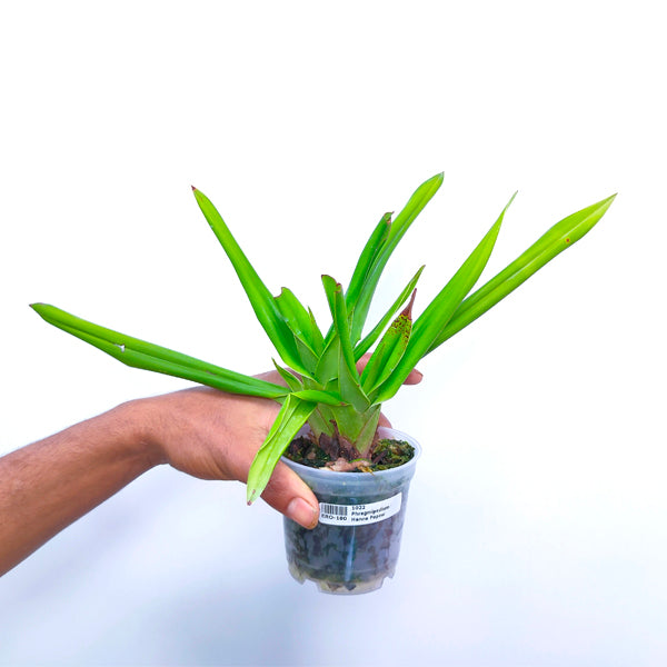 Phragmipedium Hanne Popow - BS
