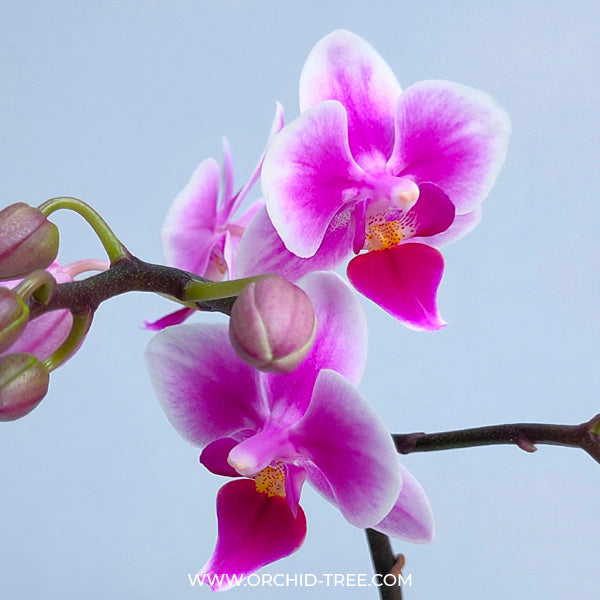 Phalaenopsis Pixie - FF