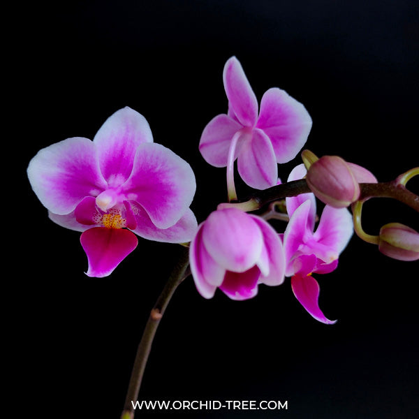 Phalaenopsis Pixie - FF
