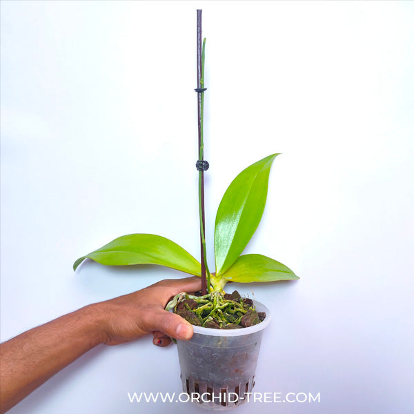 Phalaenopsis fuscata sp. - FF