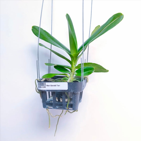 Renanthera Gerald Tan - MS