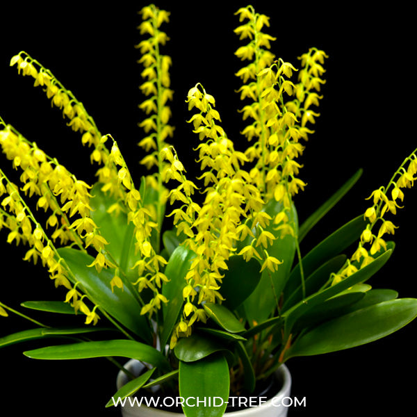 Pleurothallis ghiesbreghtiana sp. - BS