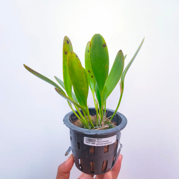 Pleurothallis ghiesbreghtiana sp. - BS