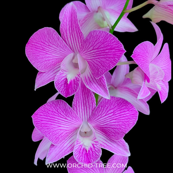 Dendrobium Pink Stripe POF 85 - FF