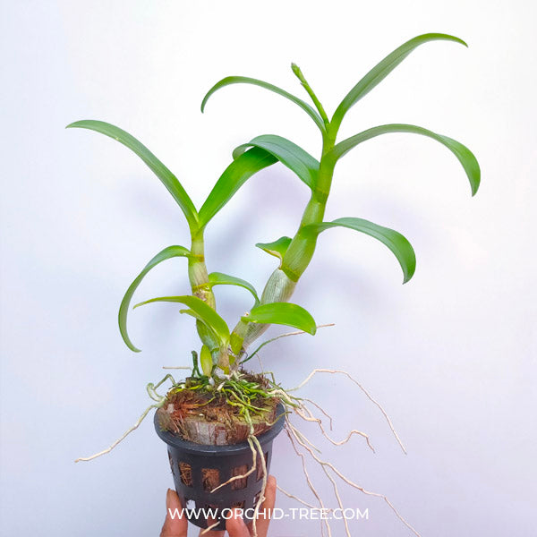 Dendrobium Yellow Splash POF 258 - BS