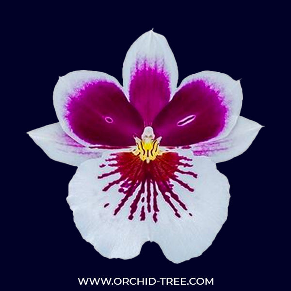 Miltoniopsis Purple Snow '17525' - BS