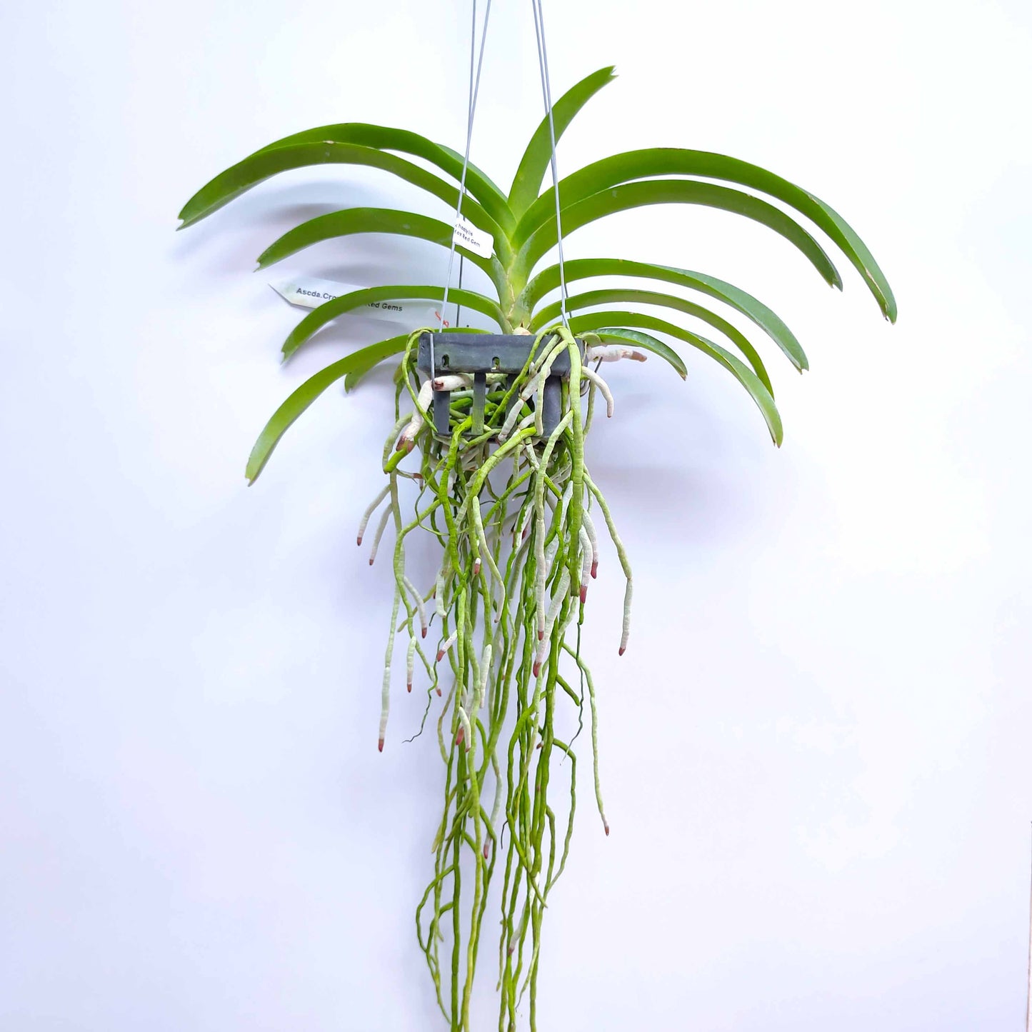 Vandachostylis Crownfox Red Gem - BS