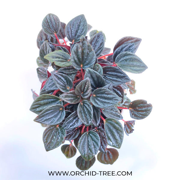 Emerald Ripple Peperomia