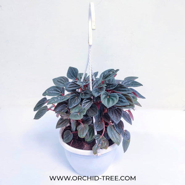 Emerald Ripple Peperomia
