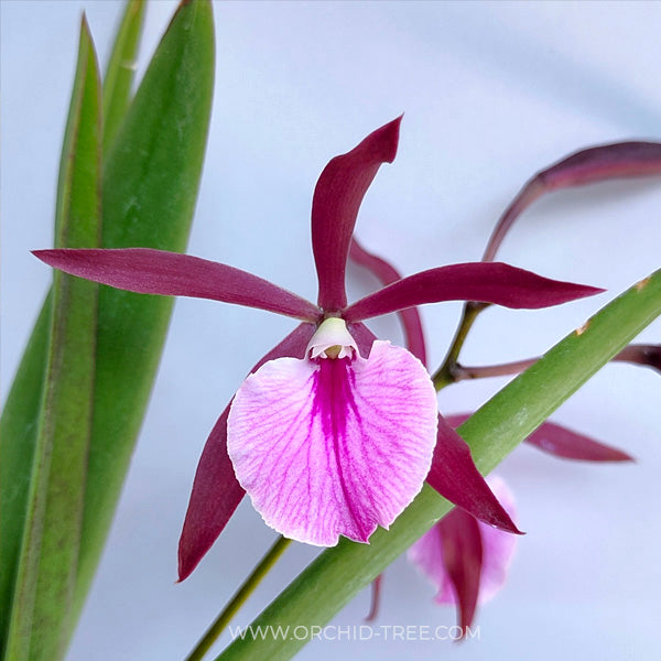Cattleya Encyvola Jairak Treasure Red Trogon - BS