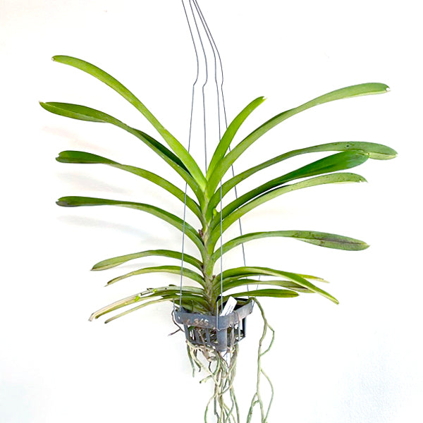 Vanda Renu Gold x Nopporn Gold #365 - FF