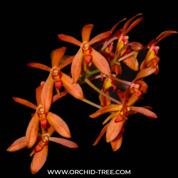Renanthera philippines x Neofinetia falcata - BS