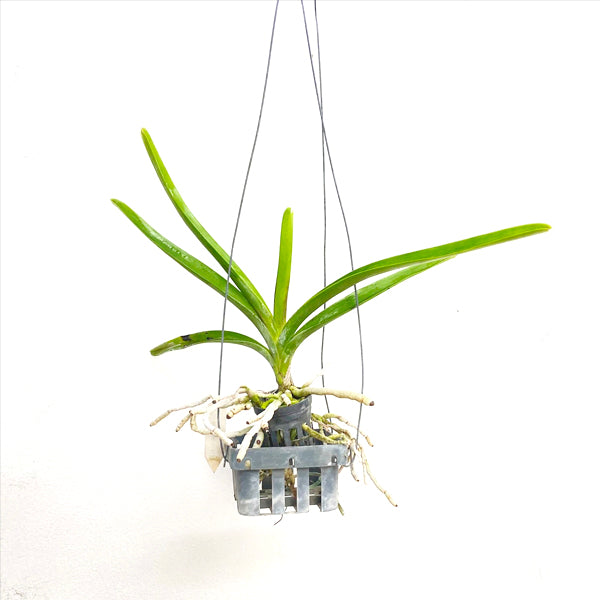Vanda Robert’s Delight Blue - Seedling | SS