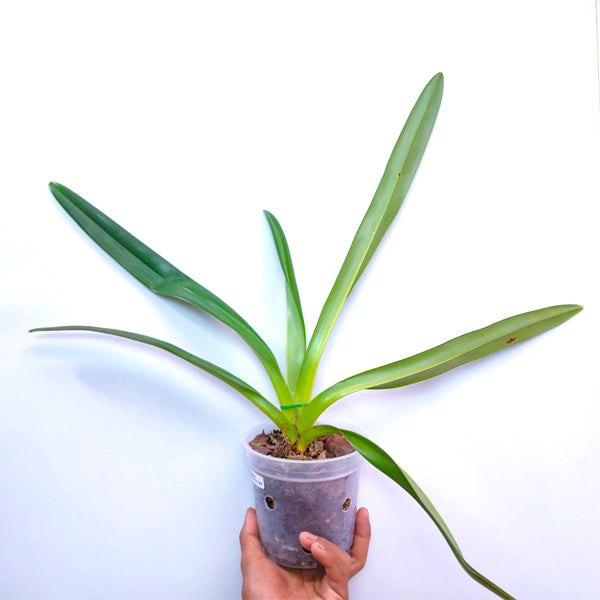 Paphiopedilum rothschildianum x sib - BS