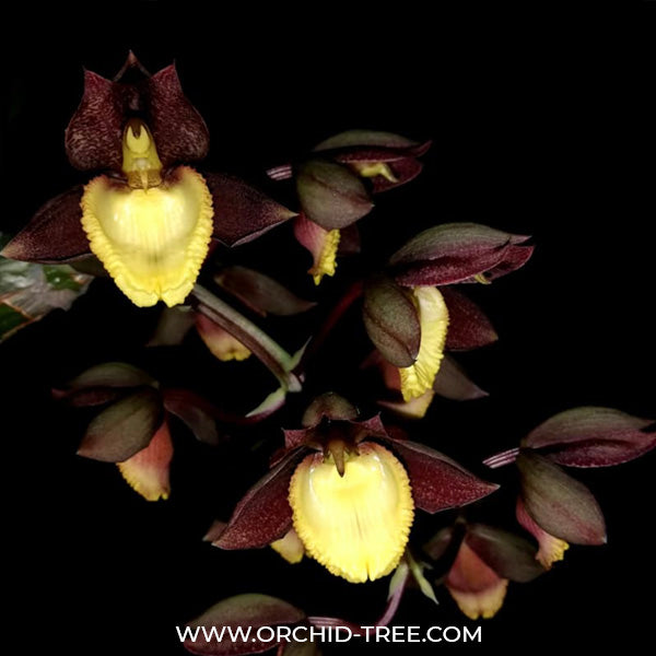 Catasetum Ryan Harrington - BS