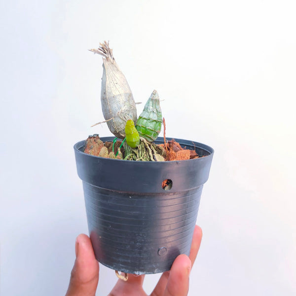 Catasetum Ryan Harrington - BS