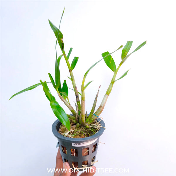 Dendrobium Sakurako - BS