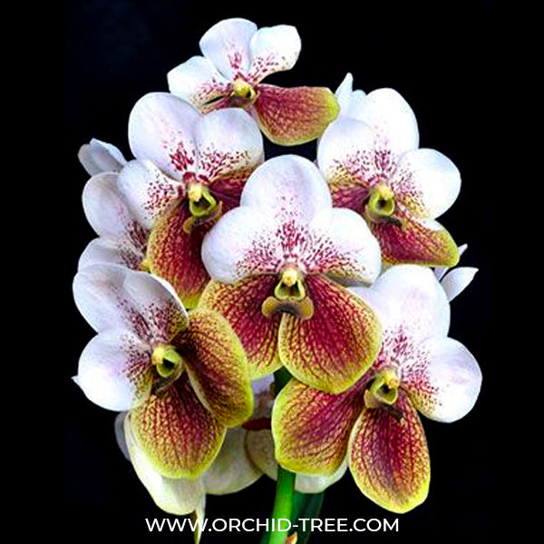 Vanda sanderiana sp. - BS