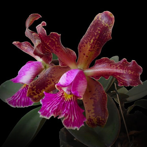Cattleya schilleriana sp. - BS