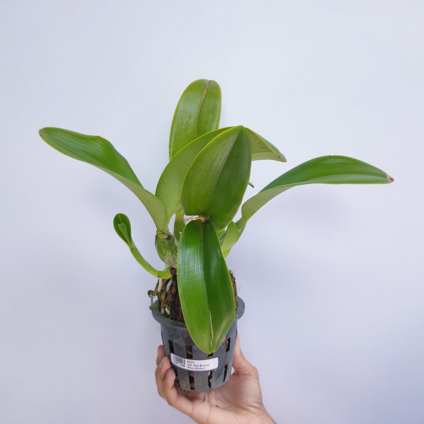 Cattleya Sea Breeze 'Blue Ribbon'- BS - Buy Orchids Plants Online by Orchid-Tree.com