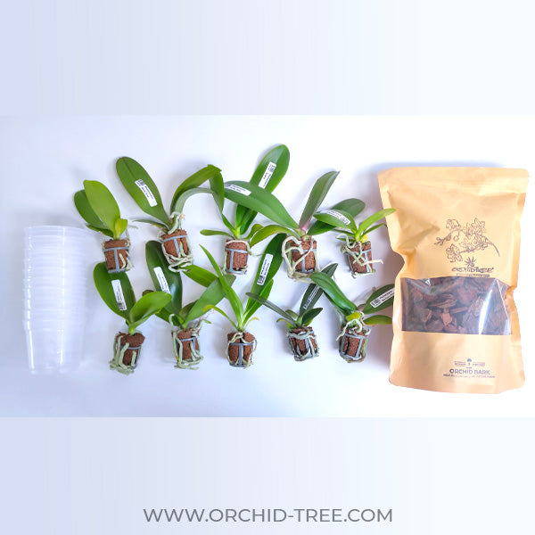 Phalaenopsis Seedling Combo SS | Pack of 10