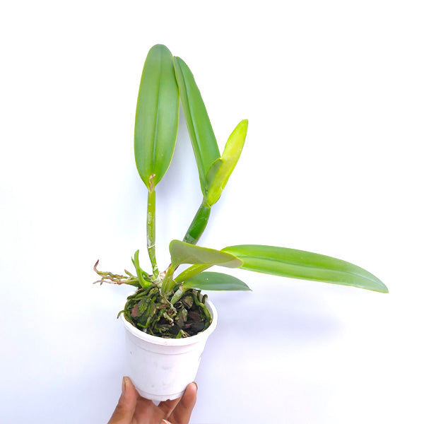Cattleya maxima var. semi-alba sp. - BS
