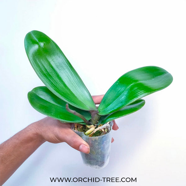 Phalaenopsis Shu Long First Kiss - FF - Buy Orchids Plants Online by Orchid-Tree.com
