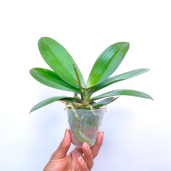 Phalaenopsis Sogo Girl - FF